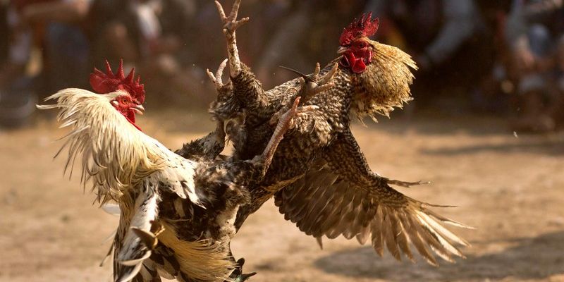 Để tận dụng tối đa ưu điểm và tránh các rủi ro không đáng có, người chơi cần lưu ý một số điều quan trọng.